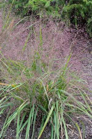 ERAGROSTIS spectabilis Purple Love